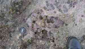 After Sauropoda dinosaur, flesh-eating dinosaur found in Scotland's Isle of Skye