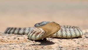 Snake-up-the-jeans video: A man removes a tiger snake from his pant leg