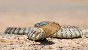 Shocking! Theatre actress dies while performing, after bitten by snake used as prop during 'jatra'