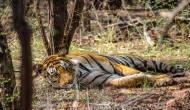 NTCA and Rajasthan Forest Department at loggerheads over tiger Mirza's relocation	