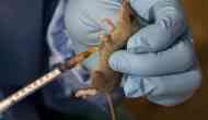 Death toll rises to 142 in Nigeria due to Lassa fever: Disease control body