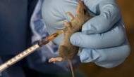 Death toll rises to 142 in Nigeria due to Lassa fever: Disease control body