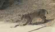 Rattlesnake‬ and ‪Bobcat‬ standoff in ‪Arizona‬‬ goes viral: Watch video