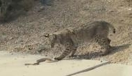 Rattlesnake‬ and ‪Bobcat‬ standoff in ‪Arizona‬‬ goes viral: Watch video