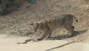 Rattlesnake‬ and ‪Bobcat‬ standoff in ‪Arizona‬‬ goes viral: Watch video
