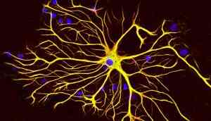 Shocking! Researchers find new brain cells in elderly humans