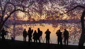 In photos: Enthralling ‪cherry blossom reaches peak bloom in Washington, D.C.‬‬; video inside