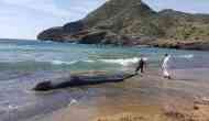 Whoa! 64 Pounds Of Plastic waste found in Dead Sperm Whale's stomach in Spain