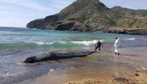 Whoa! 64 Pounds Of Plastic waste found in Dead Sperm Whale's stomach in Spain
