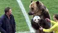Watch: Bear claps and passes ball during a soccer match in Russia, criticised on social media