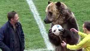 Watch: Bear claps and passes ball during a soccer match in Russia, criticised on social media