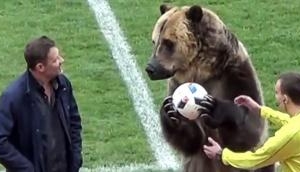 Watch: Bear claps and passes ball during a soccer match in Russia, criticised on social media