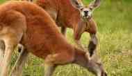 Shocking: A female Kangaroo dies in Chinese zoo because of massive bleeding after visitors pelt rocks to make it hop