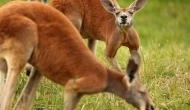 Shocking: A female Kangaroo dies in Chinese zoo because of massive bleeding after visitors pelt rocks to make it hop