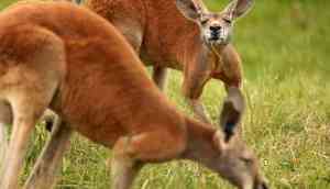 Shocking: A female Kangaroo dies in Chinese zoo because of massive bleeding after visitors pelt rocks to make it hop