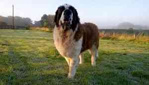 Dog with cancer rush to hospital, turns out it was four teddy bears it ate 