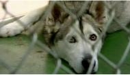 US couple found having sex with their dog in backyard, slapped with animal cruelty charges