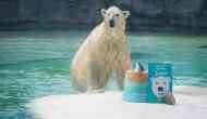First tropical polar bear Inuka put to sleep on humane ground after five years of health issues