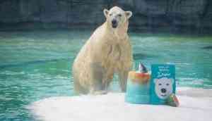 First tropical polar bear Inuka put to sleep on humane ground after five years of health issues