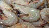 Thailand mulls over resuming shrimp import from India