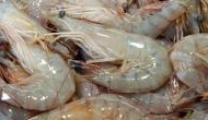 Thailand mulls over resuming shrimp import from India