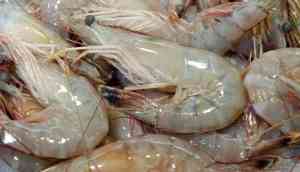 Thailand mulls over resuming shrimp import from India
