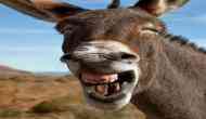 OMG! After cow, now donkey 'Kachur Khar' gets SSB admit card in Jammu and Kashmir; pic goes viral