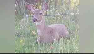 Dead Deer Walking: Have you seen pics of these 'miraculously' alive deers with arrow across the face