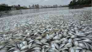  Gulf of Oman's 'Dead Zone' is expanding and is devoid of oxygen, says researchers