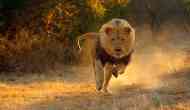 Shocking video: Safari park owner in South Africa attacked by lion