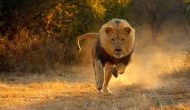 Shocking video: Safari park owner in South Africa attacked by lion