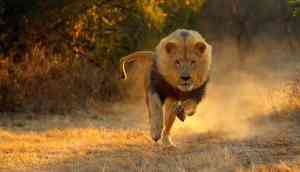 Shocking video: Safari park owner in South Africa attacked by lion