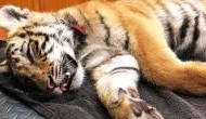 Officials at US-Mexico border foil bid to smuggle 4-month-old tiger cub in gym bag to America