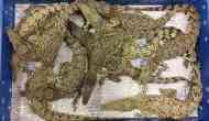 50 live crocodile illegally imported from Malaysia caught at London airport
