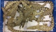 50 live crocodile illegally imported from Malaysia caught at London airport