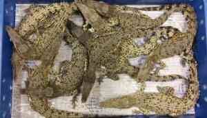 50 live crocodile illegally imported from Malaysia caught at London airport