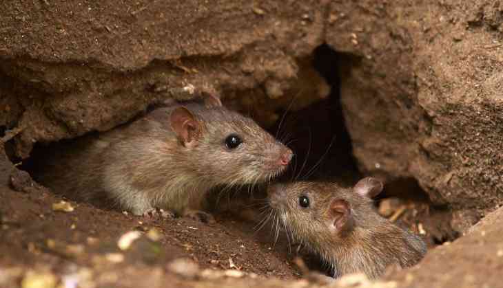 Rat-free Georgia