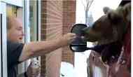 Viral video of a bear having ice cream in drive-thru restaurant