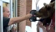 Viral video of a bear having ice cream in drive-thru restaurant