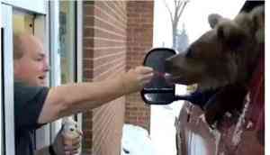 Viral video of a bear having ice cream in drive-thru restaurant