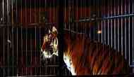 When a real tiger showed up at Florida school's jungle-themed prom, video inside