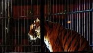 When a real tiger showed up at Florida school's jungle-themed prom, video inside