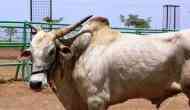 Bharat Bandh: RJD MLA took out protest on a bullock cart; this is what happened after seeing red when one bull went berserk