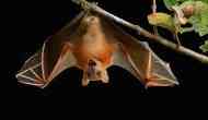 Nipah Virus in Kerala: Death toll rises to 11 in India; from symptoms to precautions, here's all you need to know