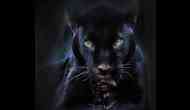 Rare Pictures: Black panther spotted in Odisha's Sundergarh forest