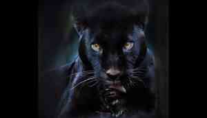 Rare Pictures: Black panther spotted in Odisha's Sundergarh forest