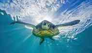 Shellebrate! It is World Turtle Day Today!