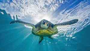 Shellebrate! It is World Turtle Day Today!
