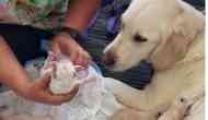 Cuteness overload! Service dog gives birth to 8 puppies at Florida airport