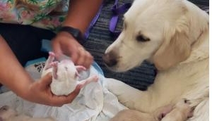 Cuteness overload! Service dog gives birth to 8 puppies at Florida airport